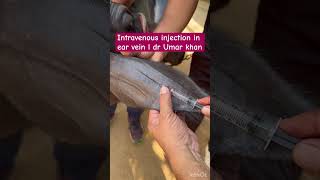 Intravenous injection in ear vein l dr Umar khan [upl. by Eedissac]