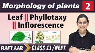 Morphology in Plants 02  Leaf  Phyllotaxy  Inflorescence  Class 11NEET  RAFTAAR [upl. by Rhody]