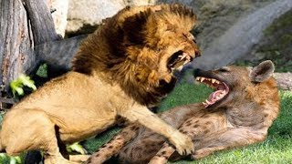 Lion real fight HyenaLion want destroy Hyena to win prey  The short life of Hyena [upl. by Jojo]