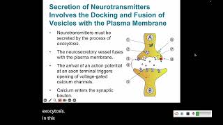 Signal Transduction 8 Synaptic Transmission and Signal Integration [upl. by Thorn]