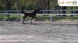 Lot 107 Sweet Lou  Witherspoon gelding Medowie Lodge Nutrien Equine Sydney March 810 2024 [upl. by Eladnek949]