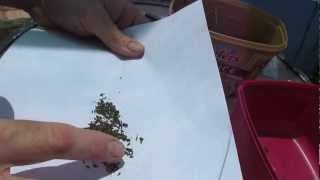 How to save Lettuce Lactuca sativa seed [upl. by Kolk]