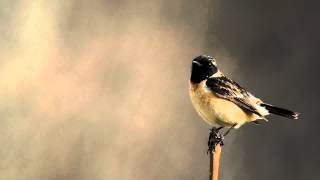 ノビタキ さえずり 鳴き声 Stonechat [upl. by Chemaram864]