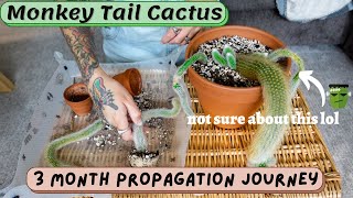 🐒 propagating my monkey tail cactus cleistocactus colademononis  emergency repot 3 month results [upl. by Htennaj]