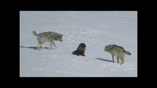 Une meute de loups a encerclé un glouton et voici ce qui sest passé ensuite [upl. by Brass]