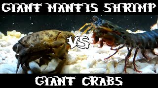 Giant Smashing Mantis Shrimp VS Giant Crabs [upl. by Stanley]