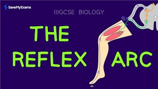 Reflex Arc Simple Explanation  IGCSE amp GCSE Biology 2024  The Nervous System Explained [upl. by Ahsienom]