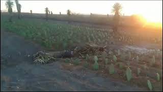 Nopal Forrajero San Luis Potosi [upl. by Tenay]