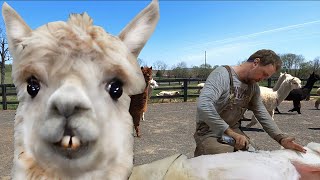 Shearing 1000 ALPACA  Professional And Humane [upl. by Ruperta]