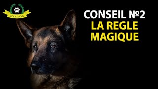 Ton chien nobéit pas quand il y a dautres chiens  Voici la solution [upl. by Johns]