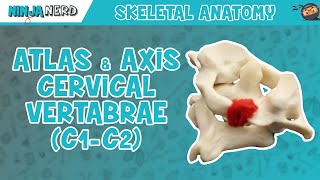 Atlas amp Axis Cervical Vertebrae C1C2 Anatomy [upl. by Mohandas]