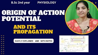 Origin Of Action Potential And its Propagation BSc 2nd yearNerve conductionImpulse transmission [upl. by Samuele]