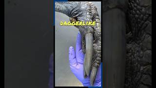 The Deadly Cassowary Claws  The Hidden Daggers of the Bird World [upl. by Nessi]