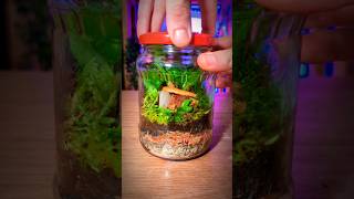 Small Bioactive Terrarium In Jar Time Lapse terrarium garden [upl. by Attenrad]