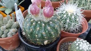 More flowering Astrophytum Cactus and a unique green flower on my Echinocereus Viridiflorus cactus [upl. by Notniuqal]