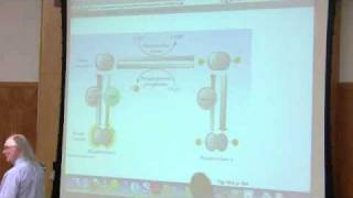 Glycogen Metabolism by Kevin Ahern Part 3 of 4 [upl. by Gellman]