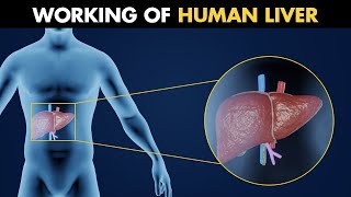 Working Of Human Liver  Anatomy And Physiology Of Liver 3D Animation [upl. by Penelopa]