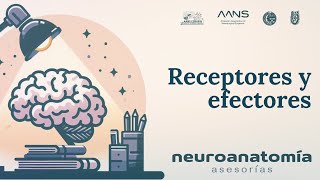 Receptores y Efectores  Neuroanatomía Asesorías  AANS ESMIPN [upl. by Adian]