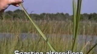 smooth cord grass  salt marsh cord grass Spartina alterniflora [upl. by Winifred]