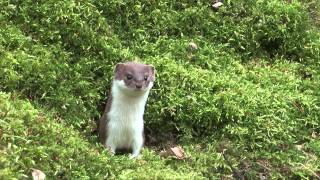 Wezel Weasel Belette Mauswiesel Mustela nivalis [upl. by Petrina600]