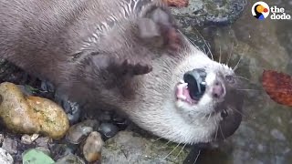 Otter Juggling Rocks A Few Theories Why  The Dodo [upl. by Nalid693]