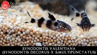 Synodontis decorus x smultipunctatus THE AFFECTIONATE SYNODONTIS VALENTIANA Leopard Aquatic B030B [upl. by Gnauq600]