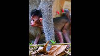 Adorable love baby monkey playing [upl. by Arymat]