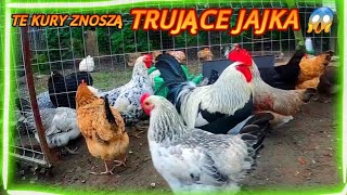 Kury które znoszą TRUJĄCE JAJKA 🐓🐔🐔🥚🥚🥚 [upl. by Mignon696]