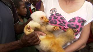 Cuscus Possum on Papua New Guinea with Diana [upl. by Guillema]