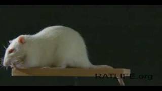 Ratlifeorg  Bonus film 03  REVOLVING WHITE RAT [upl. by Nrubua]