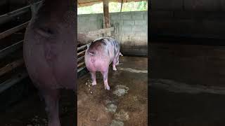 Super hug black mother pig Incredible pig breed farming pig shorts [upl. by Deyes]