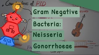 Gram Negative Bacteria Neisseria gonorrhoeae [upl. by Anoynek]