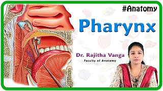 Anatomy of Pharynx [upl. by Eelyrag]