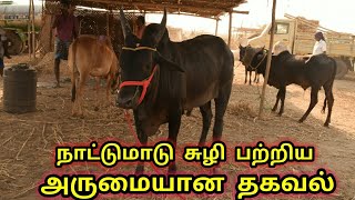 சுழி பார்த்து மாடு வாங்குவது எப்படி  நாட்டுமாடு [upl. by Ysdnyl]