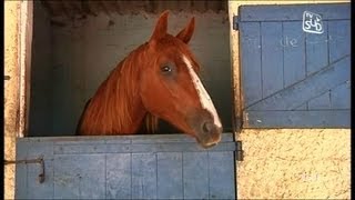 Territoire au Haras de Font Divie  Marguerittes Partie 1 [upl. by Saidnac]