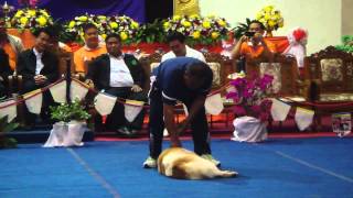 Thai bangkaew dog show [upl. by Nwahshar]