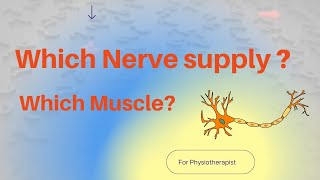 Which Nerve supply Which Muscle🤔 [upl. by Netta]