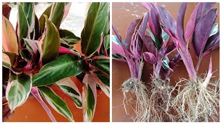 How To Propagate Stromanthe Triostar Plant How To Separate Stromanthe Triostar [upl. by Epillihp675]