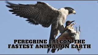 Peregrine Falcon The Fastest Animal On Earth [upl. by Cuthbert737]