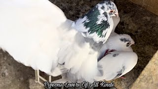 Pigeons mating [upl. by Dnomrej]