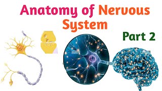 Anatomy of Nervous System Part 2 Helpful Video Lecture in Amharic Speech [upl. by Esyned]