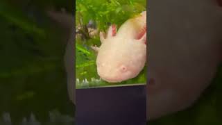 Axolotl laying EGGS 😱 The Office Version [upl. by Trevethick]