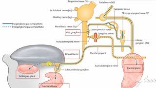 Submandibular salivary gland nerve supply 1 [upl. by Htebizile]