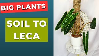 Move Big Plants From Soil To Leca Without Killing Them [upl. by Hedwiga]