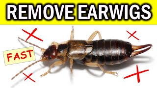 Say Goodbye to Earwigs Effective Natural Solutions Revealed [upl. by Seen]