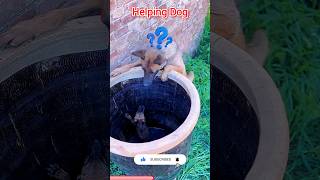 A kind dog ❤️‍🔥  helping dog tamil cleaver tamilsong youtubeshorts trending viralvideo [upl. by Keating903]