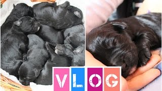 VLOG Sono NATI 7 CUCCIOLI Ma quanto sono dolci  Spink Makeup amp Hair [upl. by Jacinta]