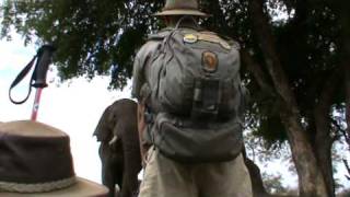 Encounter with Dave the Elephant Bull  getting up close and personal  EcoTraining [upl. by Cordelia597]