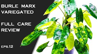 Philodendron Burle Marx Variegated Care And Full Details [upl. by Pavla]