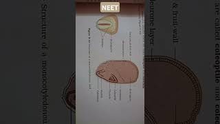 MORPHOLOGY OF FLOWERING PLANTS Structure of a monocotyledonous seed neet [upl. by Ainel]